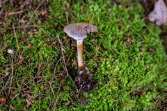 Cortinarius evernius