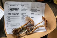 Cortinarius evernius