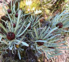 Leucadendron meyerianum