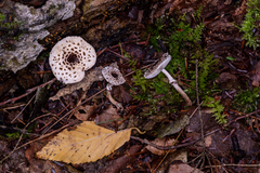 Lepiota felina