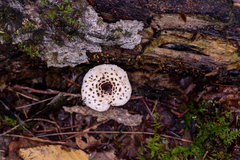 Lepiota felina
