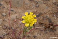 Helenium urmenetae