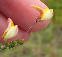 Aspalathus tenuissima