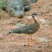 Sunbittern - Photo (c) Cláudio Dias Timm, some rights reserved (CC BY-NC-SA)