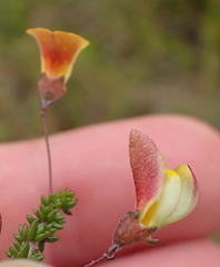 Aspalathus tenuissima