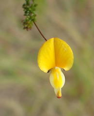 Aspalathus tenuissima