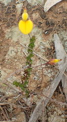 Aspalathus tenuissima