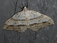 Perizoma parallelolineatum