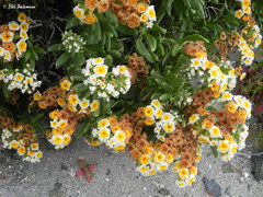 Heliotropium floridum