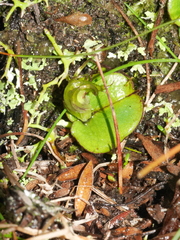Corybas dienemus