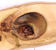 Amphibolocorynus varius