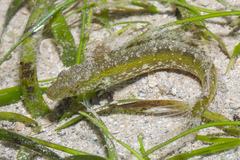 Petroscirtes variabilis