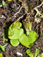 Corybas dienemus