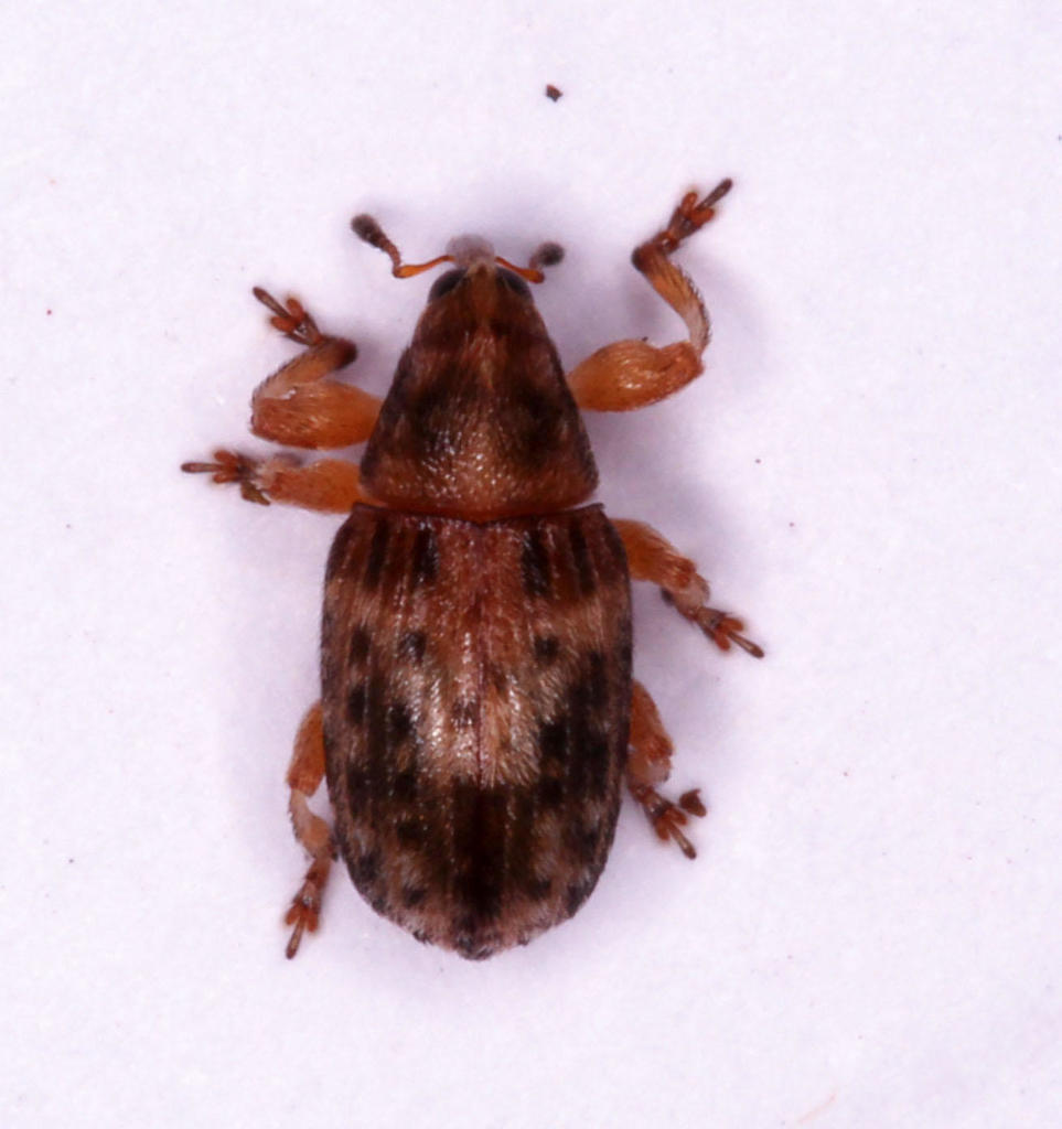 Amphibolocorynus