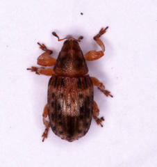 Amphibolocorynus varius