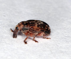 Amphibolocorynus varius