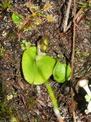 Corybas dienemus