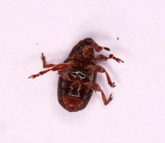 Amphibolocorynus varius