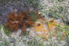 Halymenia durvillei