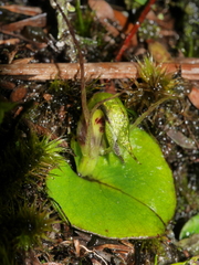 Corybas dienemus