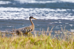 Sunbittern