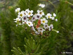 Heliotropium floridum