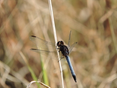 Erythrodiplax basifusca