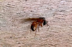 Camponotus semitestaceus
