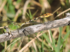 Erpetogomphus crotalinus