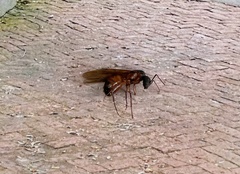 Camponotus semitestaceus