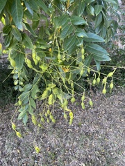 Styphnolobium