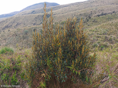 Miconia salicifolia