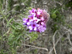 Junellia selaginoides