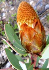 Protea glabra