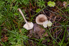 Lactarius griseus
