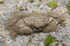 Pilumnus vespertilio