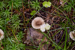 Lactarius griseus