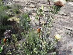 Protea glabra