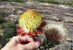 Protea glabra