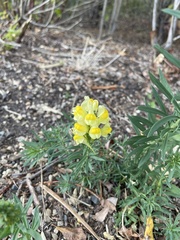 Linaria vulgaris