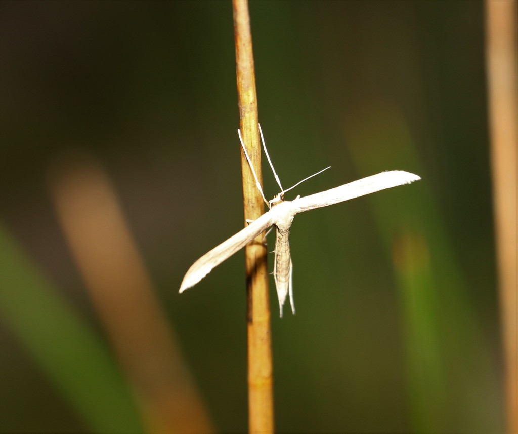 Baccharis Borer