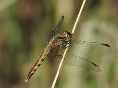 Erythrodiplax basifusca