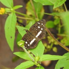 Anthanassa subota