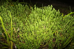 Rotala tripartita