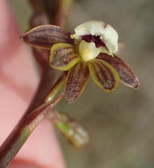 Eulophia cochlearis