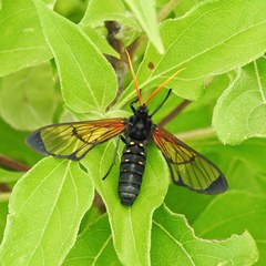 Isanthrene perboscii