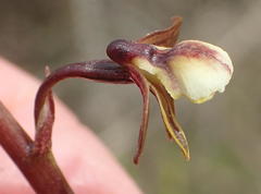 Eulophia cochlearis
