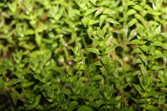 Rotala tripartita