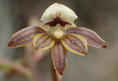 Eulophia cochlearis