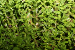Rotala tripartita